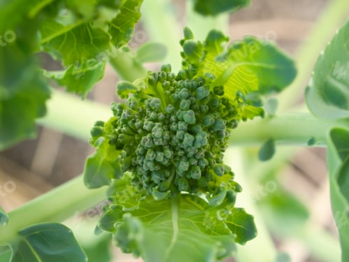 Preview: Broccoli Bud