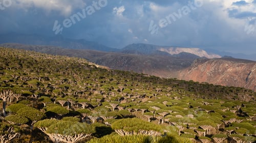 Preview: Dragon trees populate the surreal landscape of Socotra during a cloudy afternoon