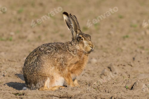 Preview: European hare (Lepus europaeus)