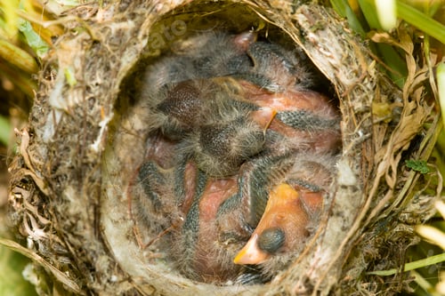 Preview: Nest and nestlings of European goldfinch (Carduelis carduelis)