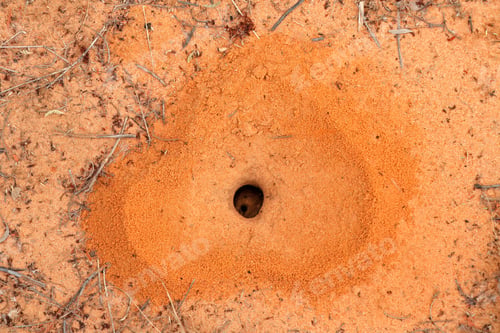 Preview: Ant nest with small ants