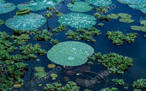Preview: Closeup view of Lotus leaf in lake