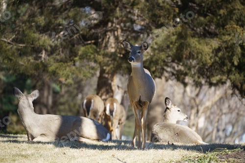 Preview: Landscape of a herd of white-tailed deer in a park under the sunlight