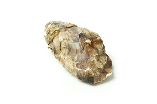 Preview: Concept of seafood, oyster isolated on white background
