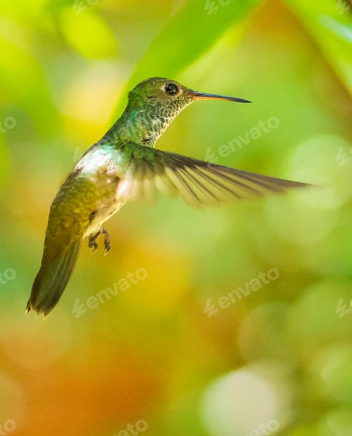 Preview: Bright hummingbird on blurred green background