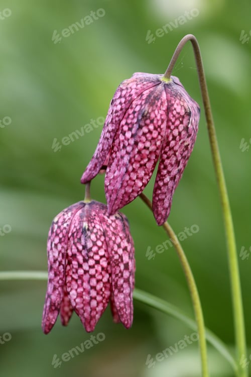 Preview: Fritillaria meleagris
