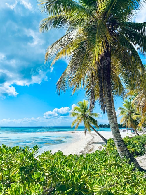Preview: Scenic shot of a beautiful tropical beach with palm trees and crystal clear water