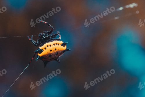 Preview: Closeup shot of a yellow spiny-backed orb-weaver spider spinning its web