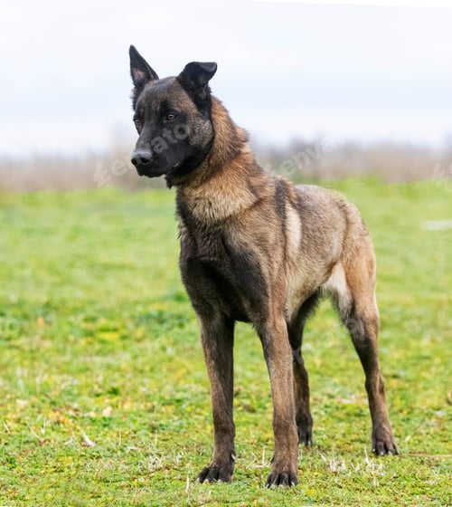 Preview: belgian shepherd in nature