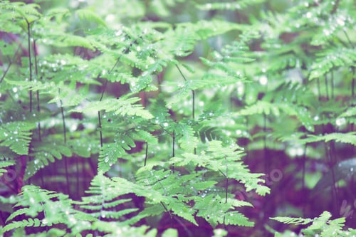 Preview: Ferns just after rain