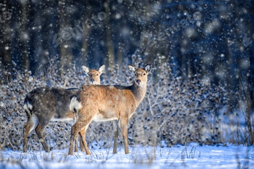 Preview: Female Roe deer in the winter forest. Animal in natural habitat