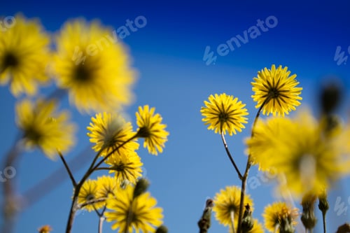 Preview: The yellow dandelion flower