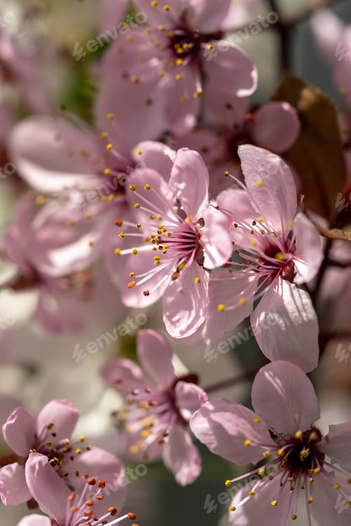 Aperçu: Branch of blossoming apricot with pink flowers closeup. Japanese Sakura cherry blossoms. Spring time