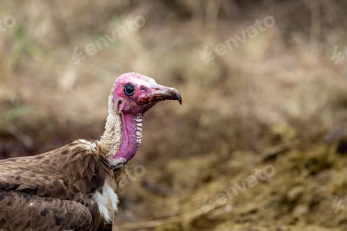Preview: Close-up portrait of a Hooded Vulture, Necrosyrtes monachus.