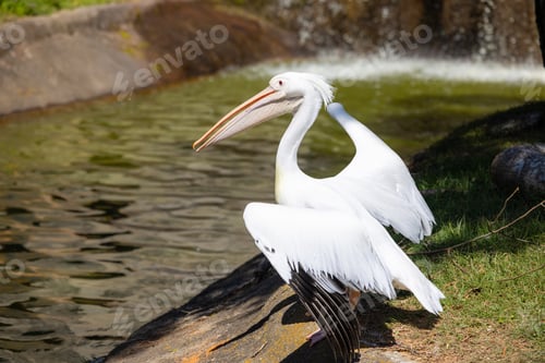 Preview: White Pelican in the park