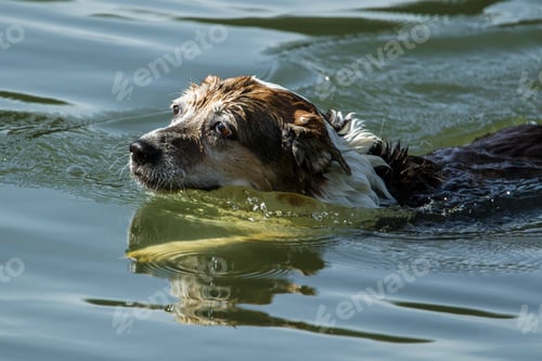 Preview: Old dog swims in lake water.