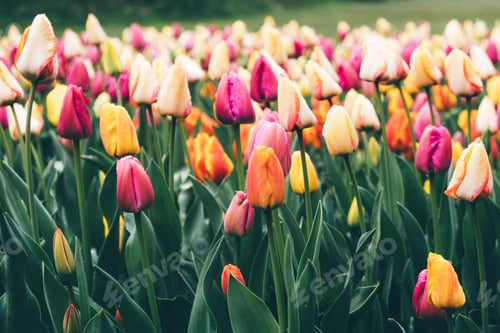 Preview: Colorful tulips.