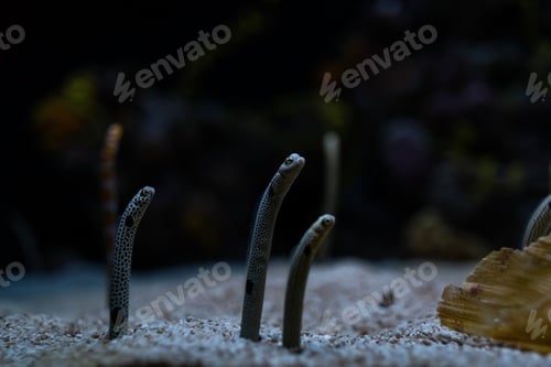 Preview: Congridae sea eels at the bottom of the ocean in the sand. Oceanarium