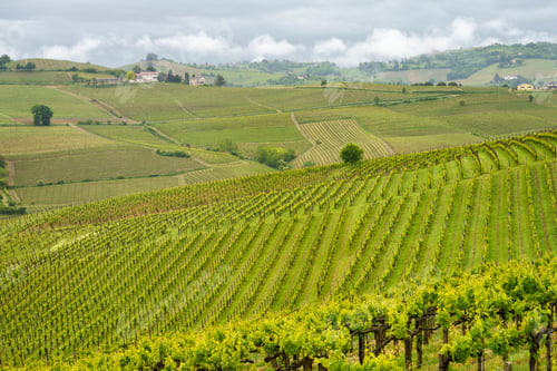 Preview: Vineyards of Monferrato near Acqui Terme at springtime