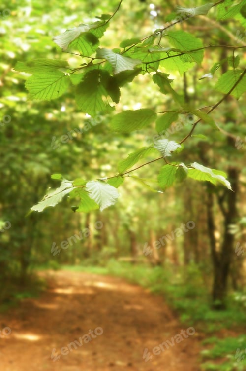 Preview: Forest road