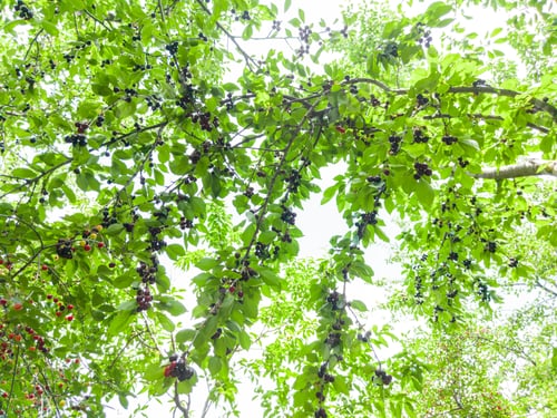Preview: Ripe cherries on a tree branch