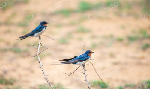 Preview: A pair of barn swallow birds perched on a dry thorny branch at Yala National Park, Sri Lanka.
