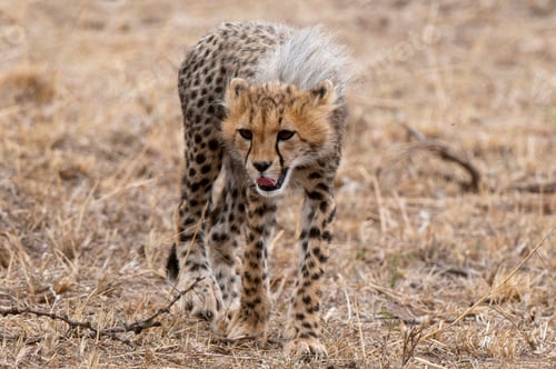 Preview: Cheetah cub (Acinonyx jubatus), Masai Mara, Kenya