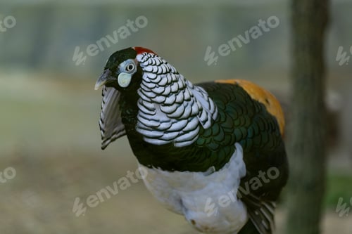 Preview: Lady Amherst’s Pheasant (Chrysolophus amherstiae), a stunning bird.