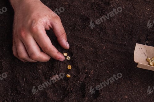 Preview: Planting sugar corns on the ground.