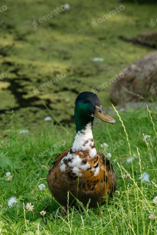 Preview: Mallard Duck on Grassy Field