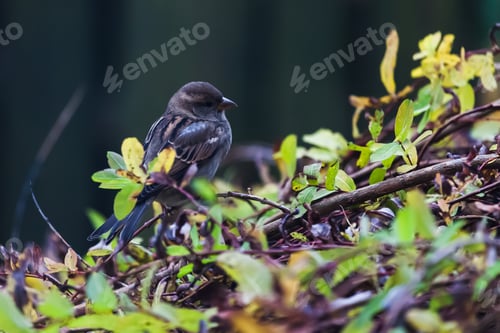 Preview: Sparrow in the autumn backyard looking for a meal