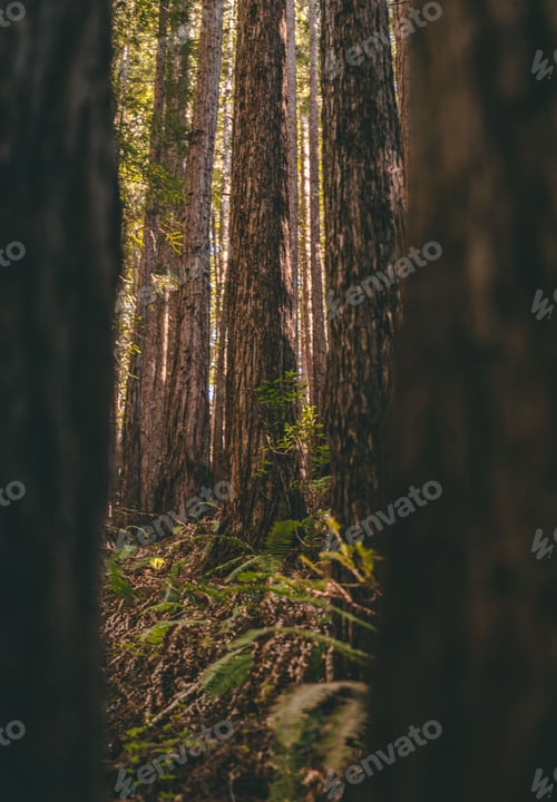 Preview: Serene redwood forest with sunlight filtering through
