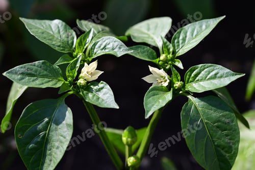 Preview: green pepper growing in the garden