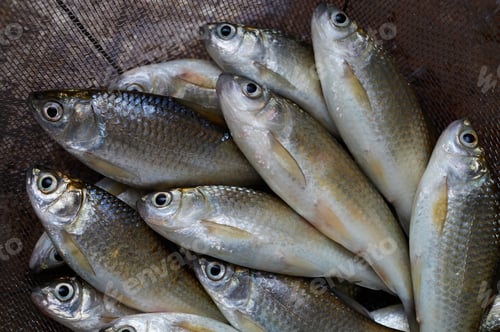 Preview: Fresh fish