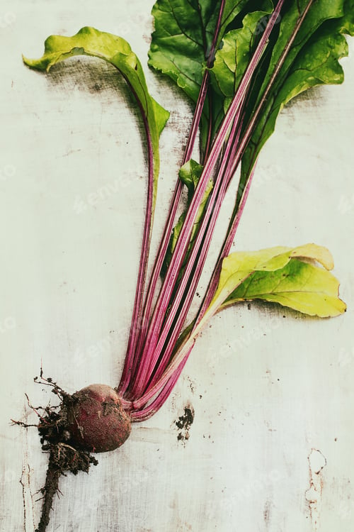 Preview: Young beetroot with haulm