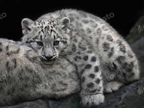 Preview: Close up snow leopard cub resting on mother