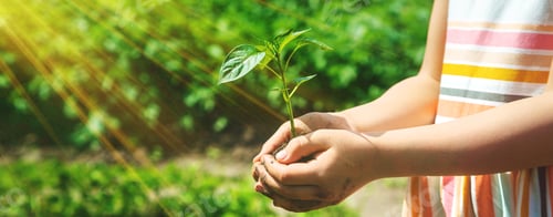 Child Holding a Young Plant in Sunshine