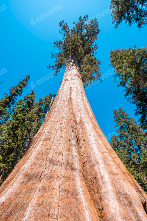 Preview: The largest tree in North America viewed from below Sequoia National Park