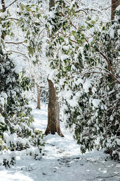 Preview: Winter Forest Symphony