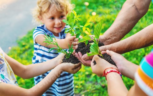 Preview: Grandmother and child hold a tree sprout in their hands. Selective focus.