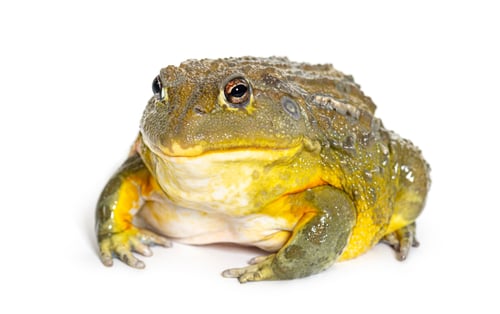 Preview: African bullfrog, Pyxicephalus adspersus, isolated on white