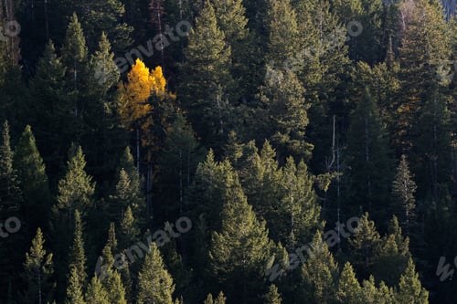 Preview: View from above of an aspen tree in bright autumn foliage, among dark pine trees.