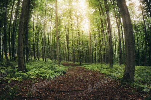 Preview: sun light in green forest at sunrise