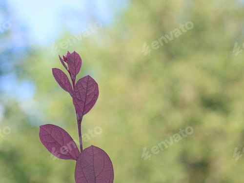 Preview: Background With Leaves - Photograph Of New Growth Leaves On A Bush With A Softly Blurred Background