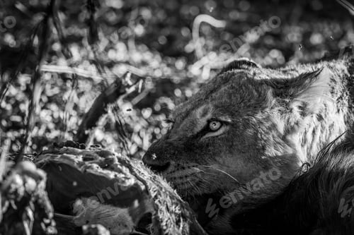 Preview: Close up of Lions feeding on a carcass.