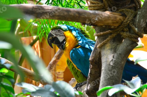 Preview: Colorful bright blue and yellow parrot in a tree surrounded with leaves