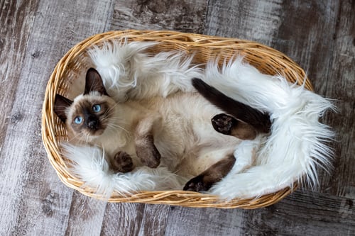 Preview: Cute kitten siamese cat indoor