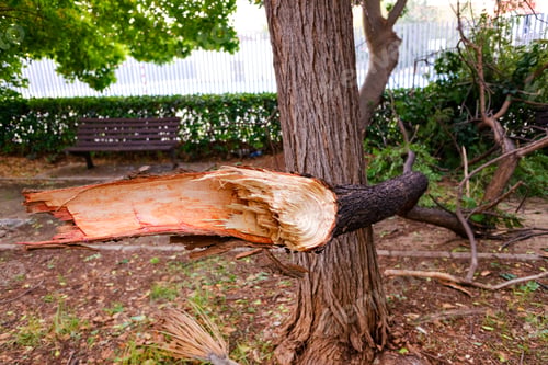 Preview: Tree branch cut and fallen to the ground by the gale in a storm in a city park.