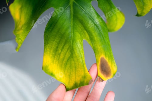 Preview: A female hand holds a monstera leaf with black and yellow spot due to over watering the plant.