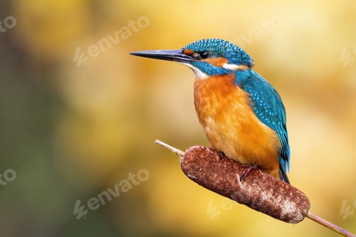 Preview: Cute male common kingfisher sitting on bulrush flower in spring at sunrise